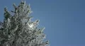 White Forest Winter Scenery Landscape Picturesque Majestic Scene Panorama Sunny HD Footage