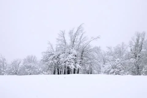 White forest on winter time Stock Photos