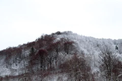 White forest on winter time Stock Photos