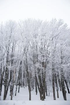 White forest on winter time Stock Photos
