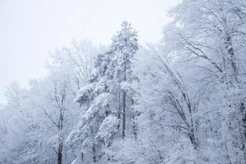 White forest on winter time Stock Photos