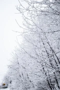 White forest on winter time Stock Photos