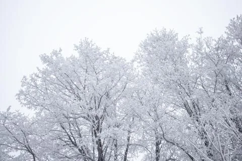 White forest on winter time Stock Photos