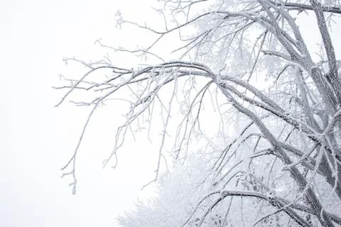 White forest on winter time Stock Photos