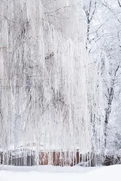 White forest on winter time Stock Photos