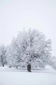 White forest on winter time Stock Photos