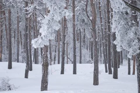 White forest on winter time Stock Photos