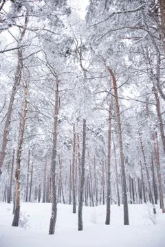 White forest on winter time Stock Photos