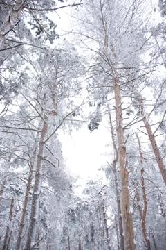 White forest on winter time Stock Photos