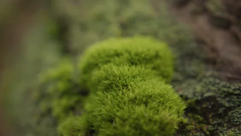 White Fork Moss - Forest Ground Video stock 347493293