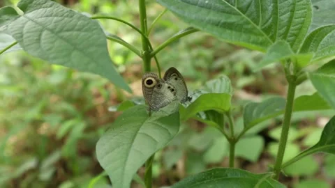 White four ring butterfly couple breeding on top of a wild plant leaf Video stock 225949563