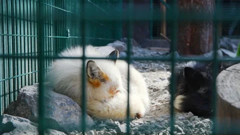 White fox and a black fox are lying down on gravel, curled up near rocks inside Stock Footage 306053661