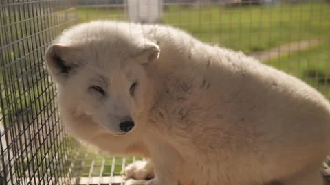White fox in the cage sitting on the tree trunk. Stock Footage 168533087