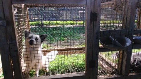 White fox in cages 库存影片 143600015