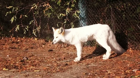 White Fox Видео 81609302