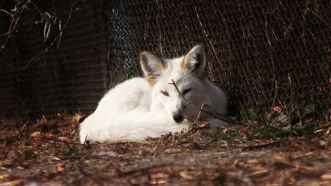 White Fox Stock Footage 84190896