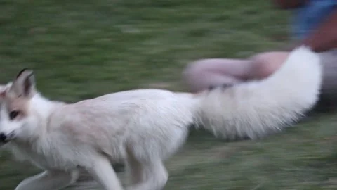 White Fox Stock Footage 246578699
