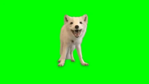 White Fox Green Screen video Footage Stock Footage 261928079