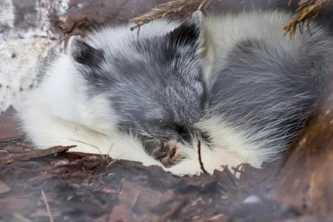 White fox sleeping under tree in Auyuittuq National Park Canada Stock Photos