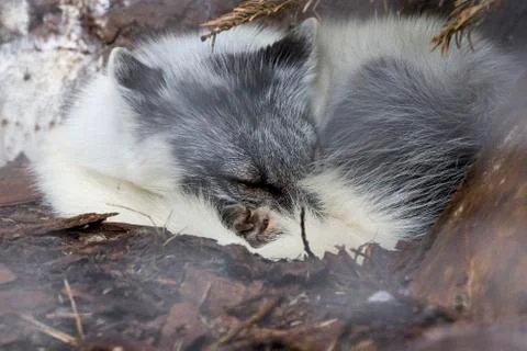 White fox sleeping under tree in Onderdalen National Park . Norway Stock Photos