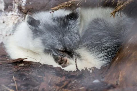 White fox sleeping under tree in Auyuittuq National Park Canada Stock Photos