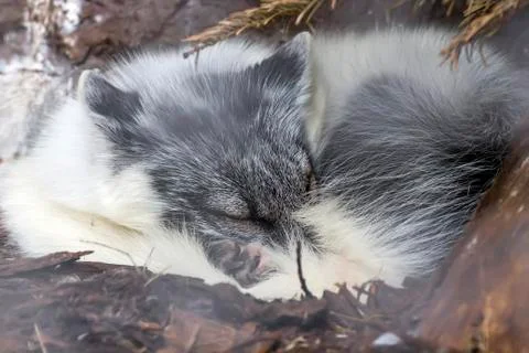 White fox sleeping under tree at Thingvellir National Park Stock Photos