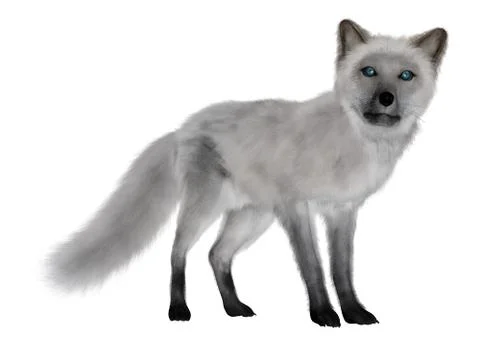 White fox standing - 3D render Stock Illustration
