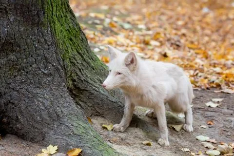 White Fox stands at the big tree Stock Photos