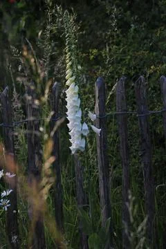 The White Foxglove Stock Photos