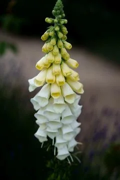 White foxglove Stock Photos