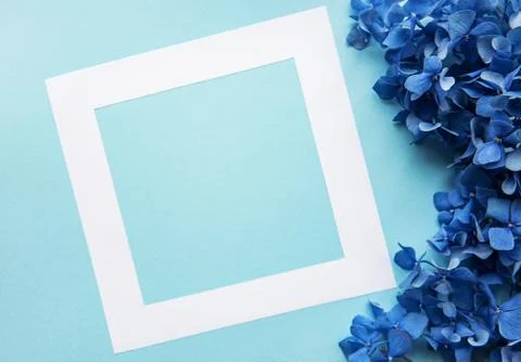 White frame and blue hydrangea flowers Stock Photos