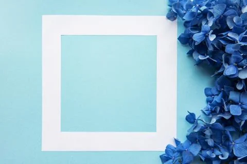 White frame and blue hydrangea flowers Stock Photos