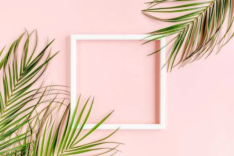 White frame and tropical palm leaves Phoenix on pink background. Flat lay, top Stock Photos