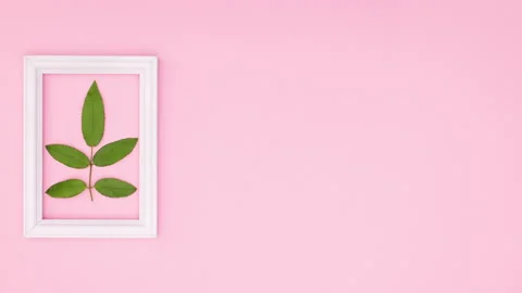 White frame appear on left side and green leaves come in it. Stop motion Video stock 137860121