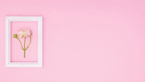 White frame appear on left side and rose flower come inside. Stop motion Stock Footage 137863176