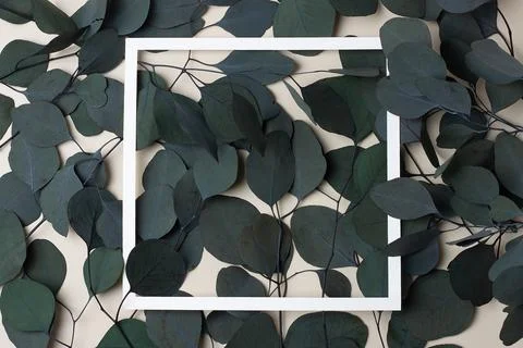 White frame with eucalyptus, natural background. Flat lay, copy space. Stock Photos