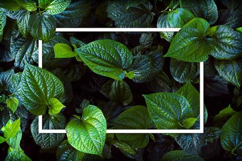White frame on green leaf background, text can be written, natural lush green Stock Photos