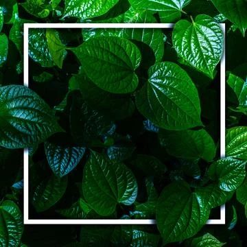 White frame on green leaf background, text can be written, natural lush green Stock Photos