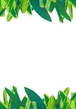 White Frame with Leaves Borders White frame background with decorated desi... Stock Photos