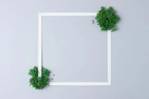 White frame with moss on grey background. Flat lay, copy space. Stock Photos
