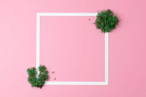 White frame with moss on pink background. Flat lay, copy space. Stock Photos