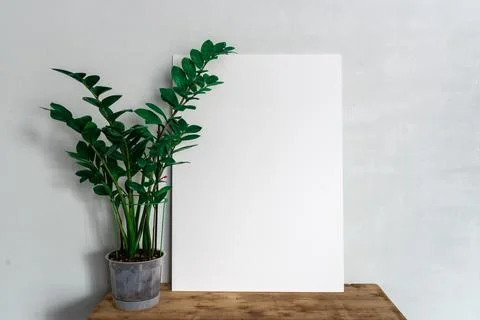 White frame with space for writing on a table with a flower in a pot Stock Photos
