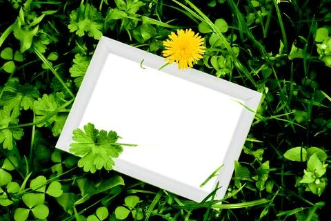 White frame for text on the background of lush green vegetation and dandelions Stock Photos
