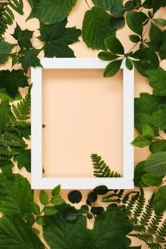 White frame for your text in summer green tree leaves on beige background. Stock Photos