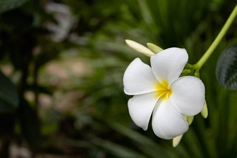 White Frangipani Close-Up. Stock Photos