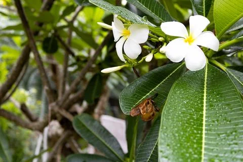 White Frangipani Cluster. Stock Photos