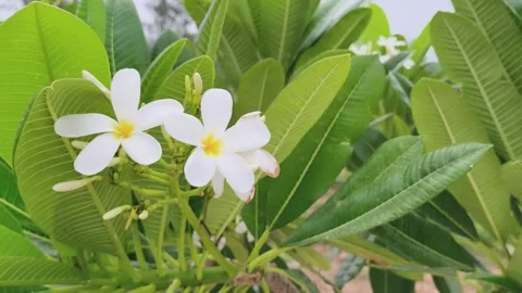 White Frangipani Flower Close-Up Stock-Footage 340967971