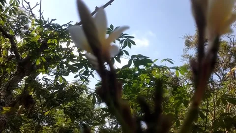 White Frangipani flower Stock-Footage 337879725