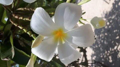 White Frangipani Flower Stock Photos