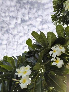 White frangipani flowers on the tree with blue sky background Foto stock